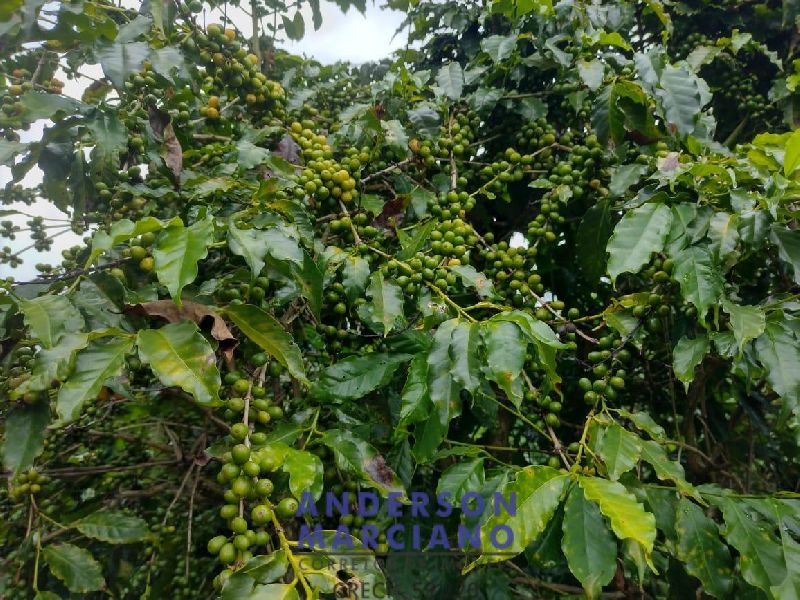 Fazenda à Venda – 12 Alqueires em Jacutinga (MG)