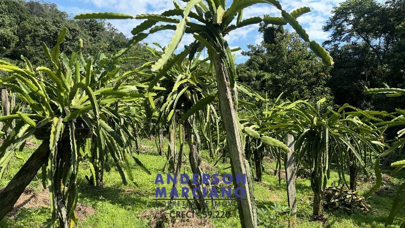 Sítio à Venda – Bairro das Tabaranas – Serra Negra/SP