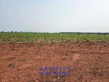 Fazenda em Panorama SP