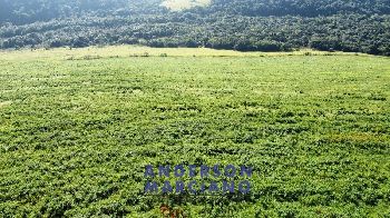 Fazenda à Venda em Pouso Alegre – 66 Alqueires