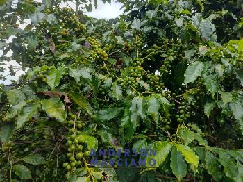 Fazenda à Venda – 12 Alqueires em Jacutinga (MG)