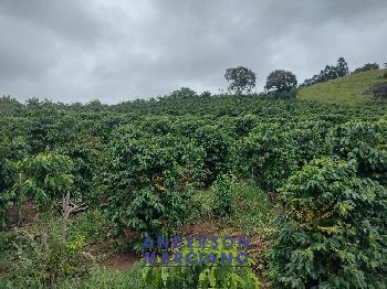 Fazenda à Venda – 12 Alqueires em Jacutinga (MG)