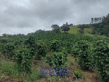 Fazenda à Venda – 12 Alqueires em Jacutinga (MG)