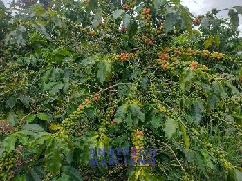 Fazenda à Venda – 12 Alqueires em Jacutinga (MG)