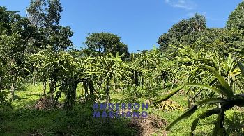 Sítio à Venda – Bairro das Tabaranas – Serra Negra/SP