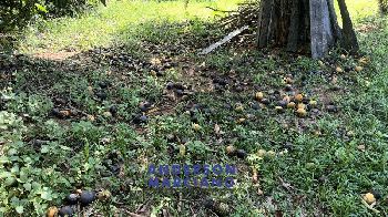 Sítio à Venda – Bairro das Tabaranas – Serra Negra/SP