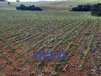 Fazenda à Venda – Região de Santa Rita de Caldas/MG