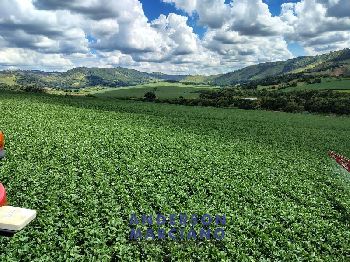 Fazenda à Venda – Serra Negra/SP